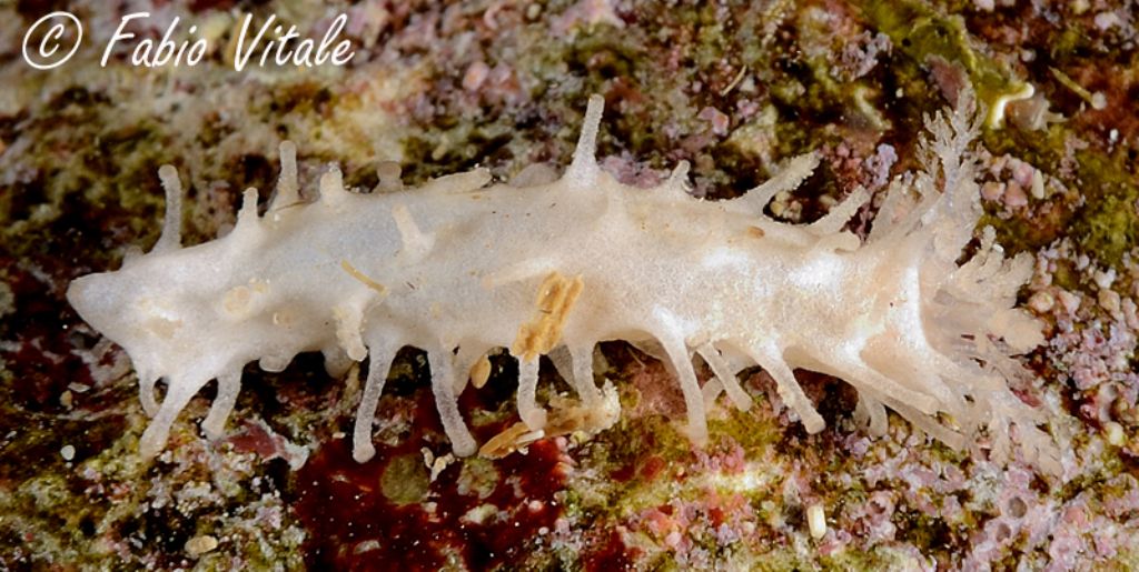 Holothuroidea da identificare (juvenile Ocnus planci?)